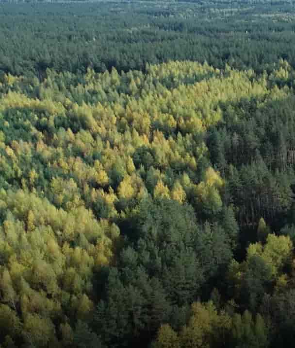 Forestry Management