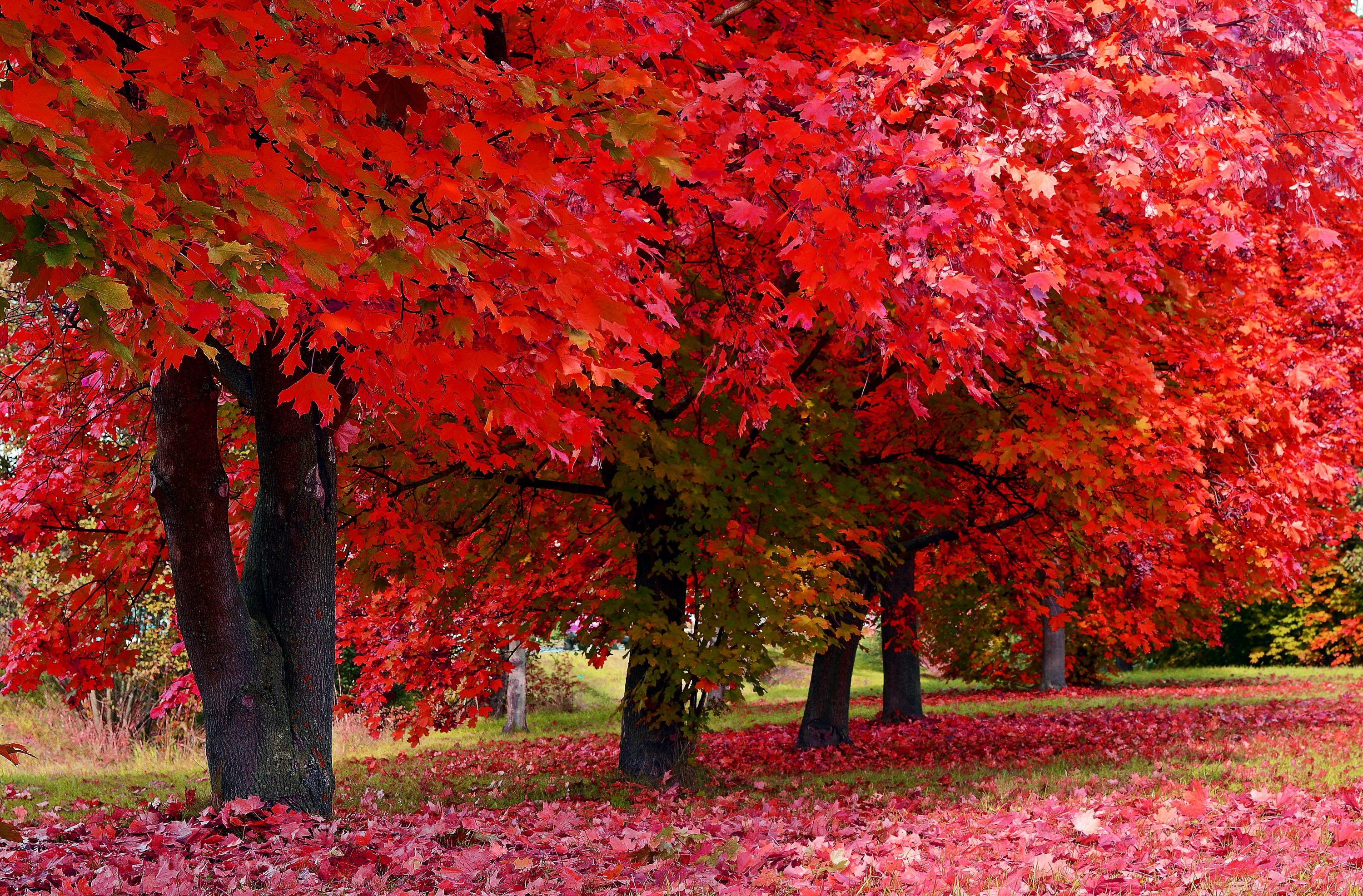 Red maple trees in a park.