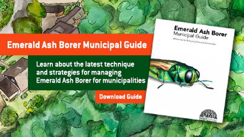 Emerald Ashe Borer Municipal Guide