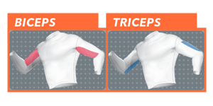 Biceps and Triceps - Muscle Activation