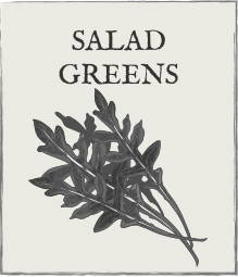 Jump down to salad greens growing guide