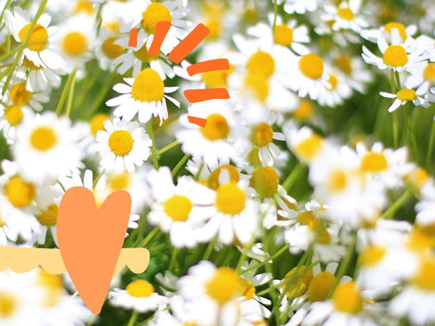 Chamomile flowers- Babo Botanicals