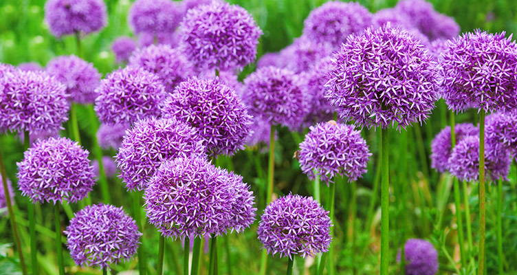 Planting Alliums