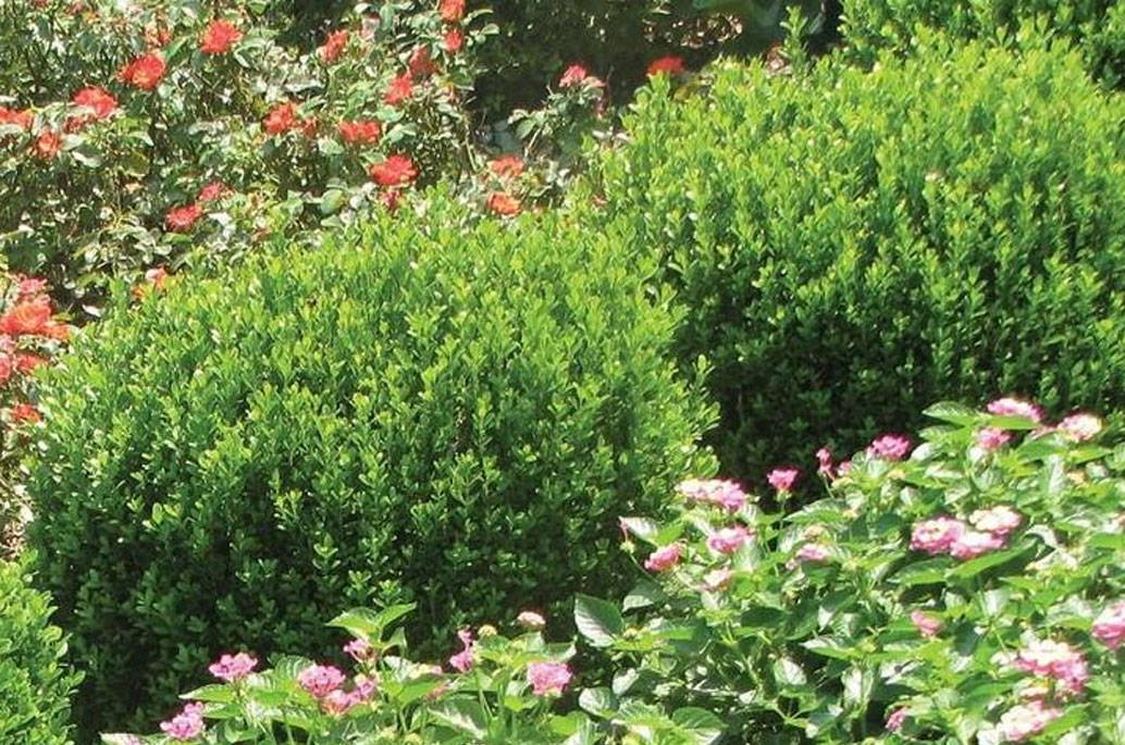 Evergreen Shrubs For Shade Top 17 Choices Plantingtree Com