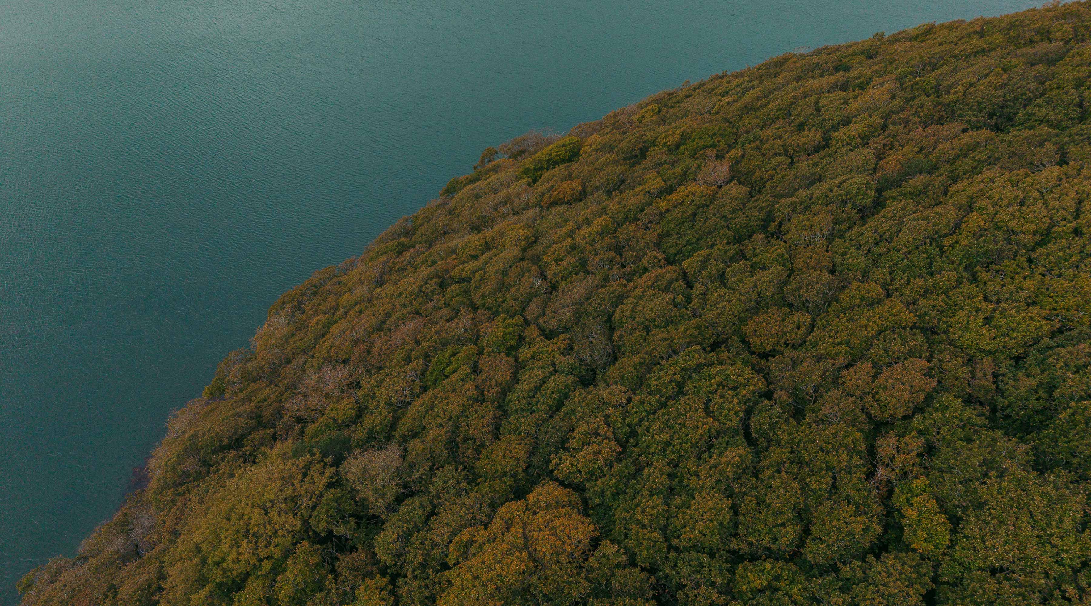 Aerial view of a lush green hillside by a calm body of water.