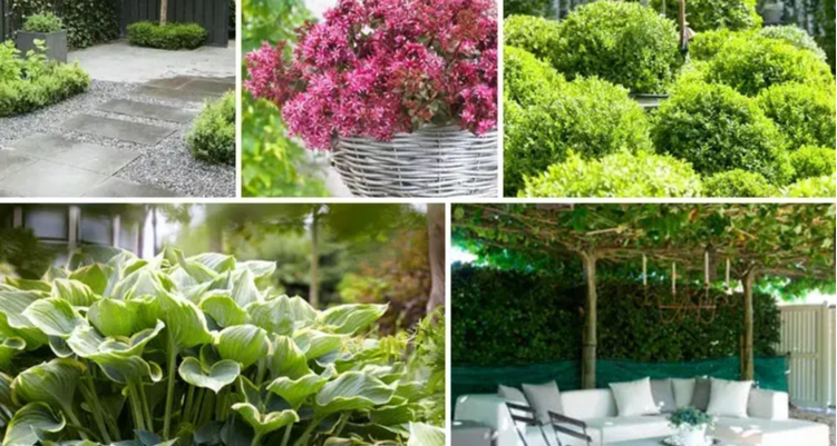 De onderhoudsvrije tuin