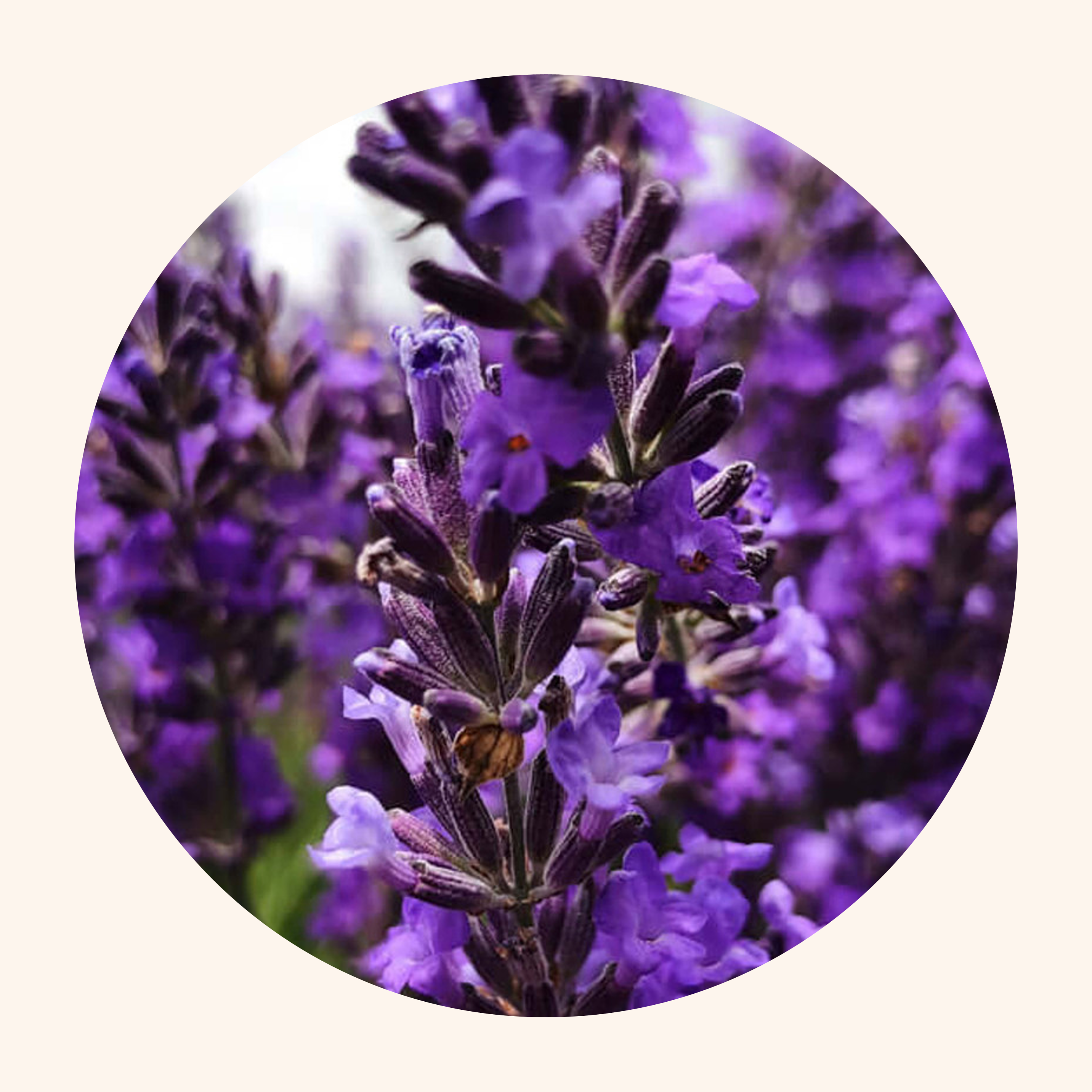 Purple lavender flowers in a circular frame.