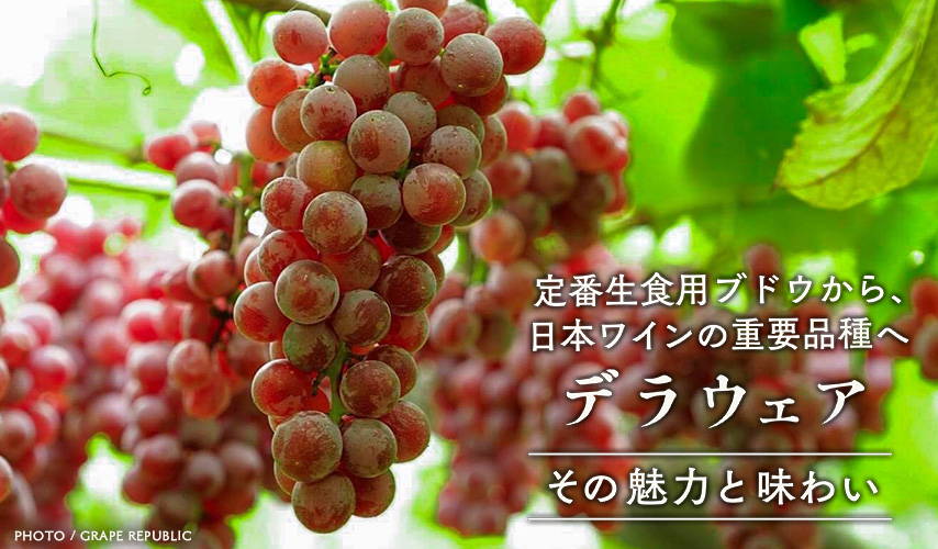 － その魅力と味わい － 定番生食用ブドウから、日本ワインの重要品種へ。デラウェア