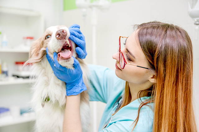 How Veterinarians Can Use the Microbiome To Treat Bad Breath in Dogs