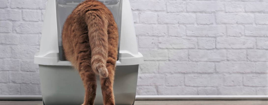 How to get your kitten to use a litter box