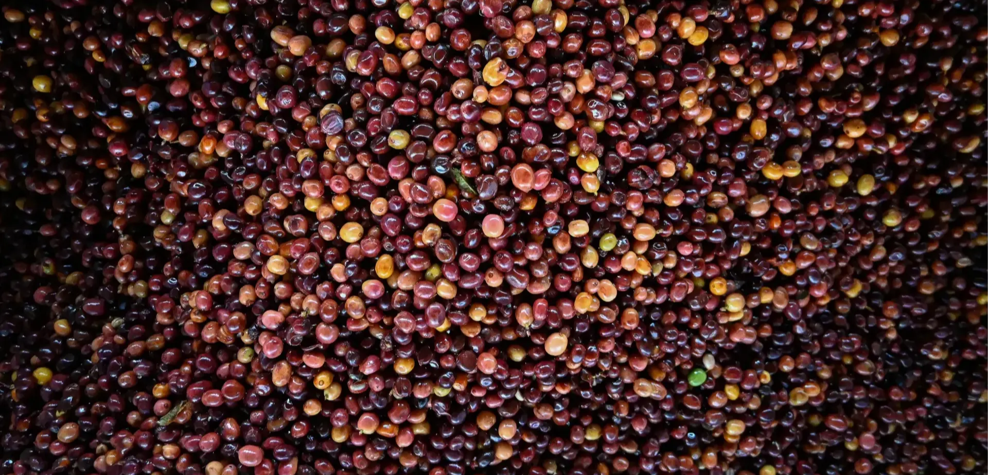Kaffeekirschen, Specialty Coffee aus Yirgacheffe,  Äthiopien, natural. Das Chamäleon