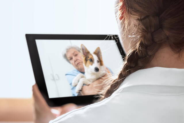 Making the Most of Veterinary Telemedicine