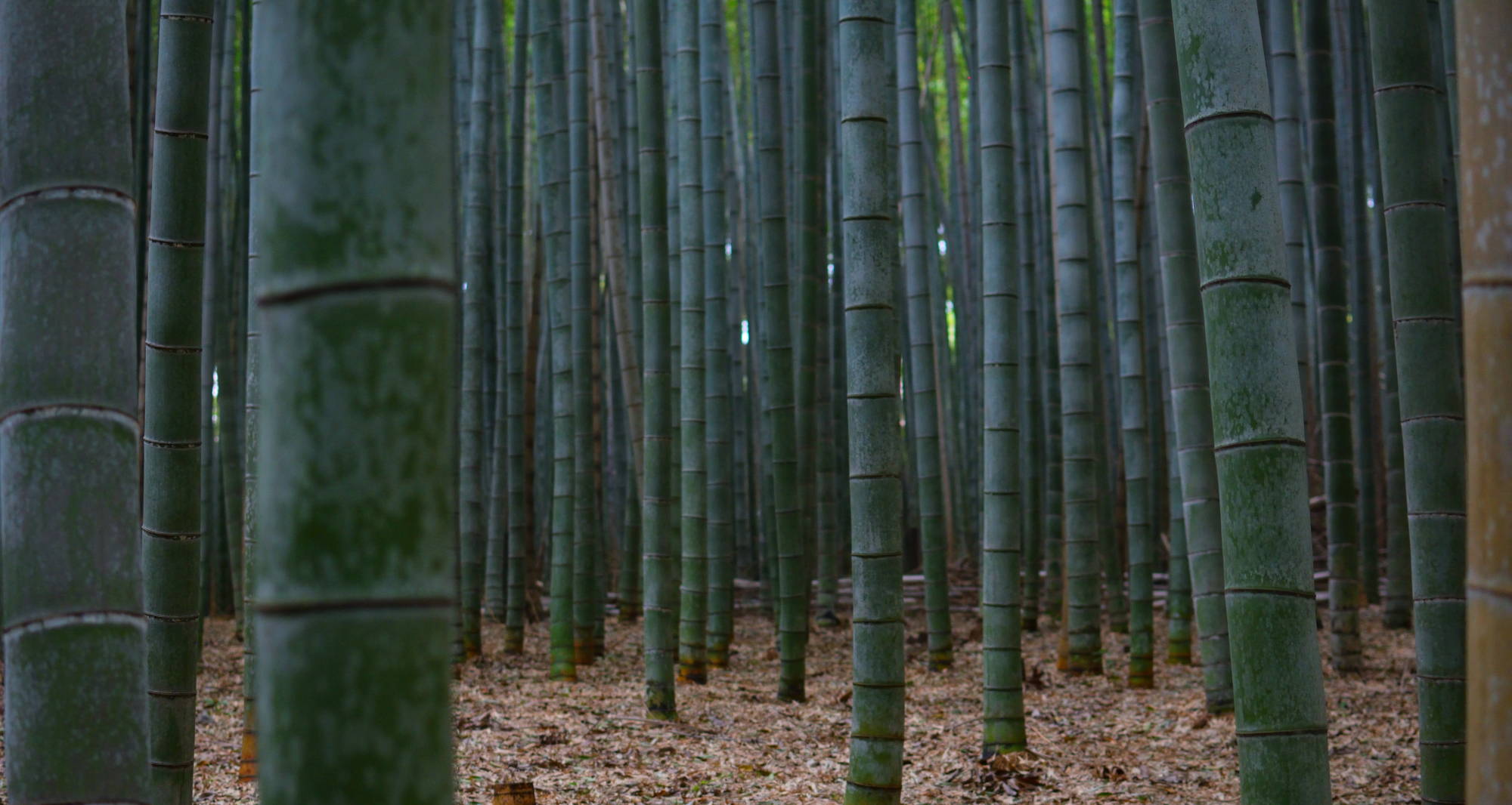 A bamboo forest grows out of a flat ground scattered with brown debris and old bamboo leaves.