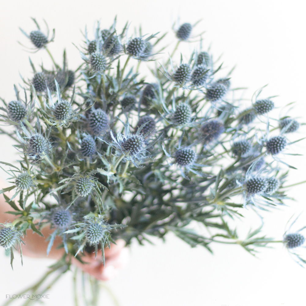 thistle