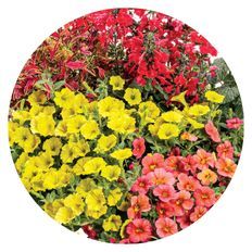 COLORBLAZE® MINI ME™ Watermelon, SUPERBELLS® Tropical Sunrise, SUPERTUNIA MINI VISTA® Yellow, UNPLUGGED® Red