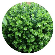 Photo of Sprinter® Boxwood