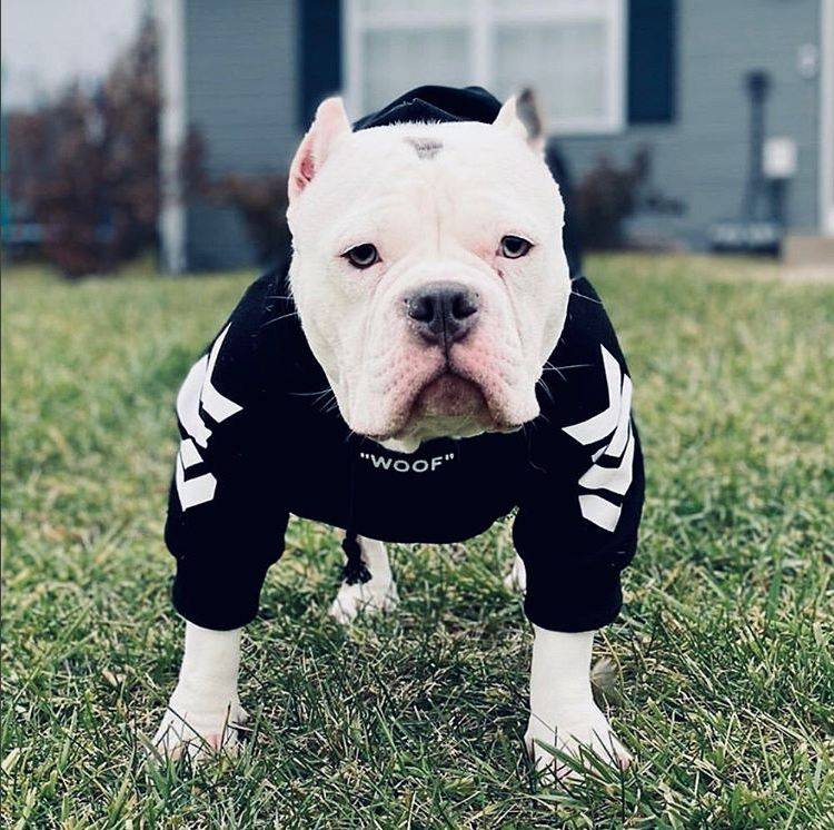 bulldog wearing dog hoodie