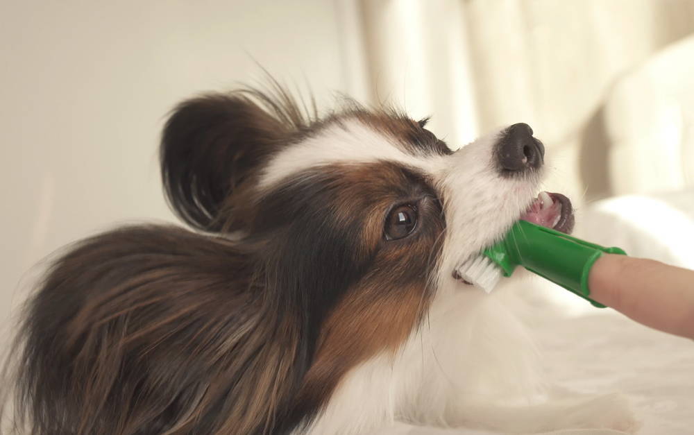 A dog having their teeth brushed with a finger brush