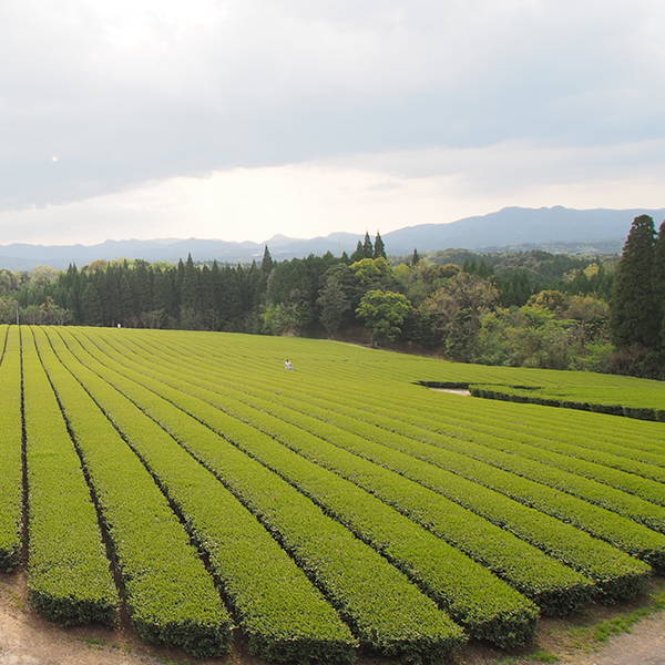 Wide view of green tea fields.