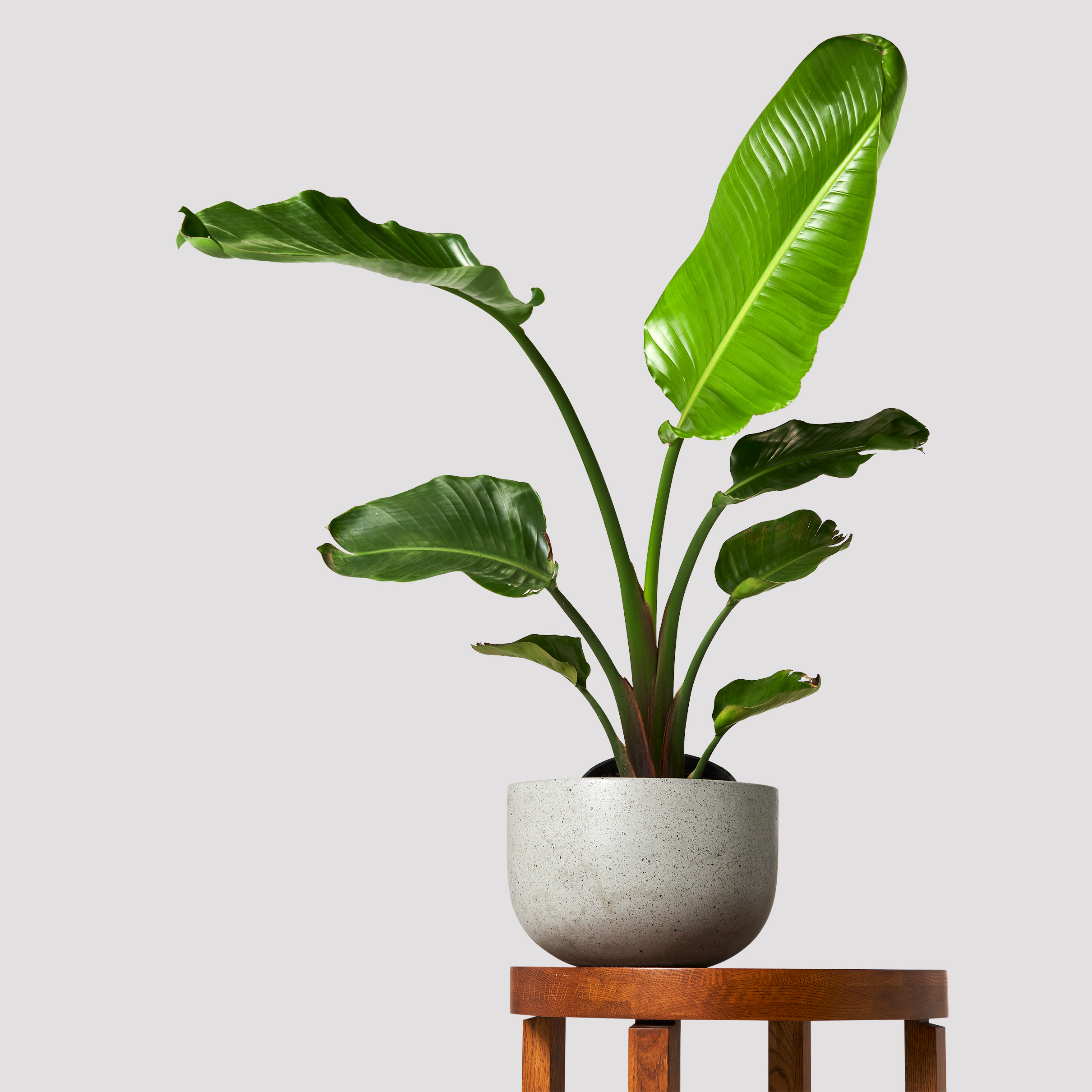 Giant Bird of Paradise in Pierre Terrazzo Pot Grey on table at The Good Plant Co