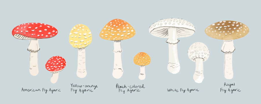 fly agaric variations