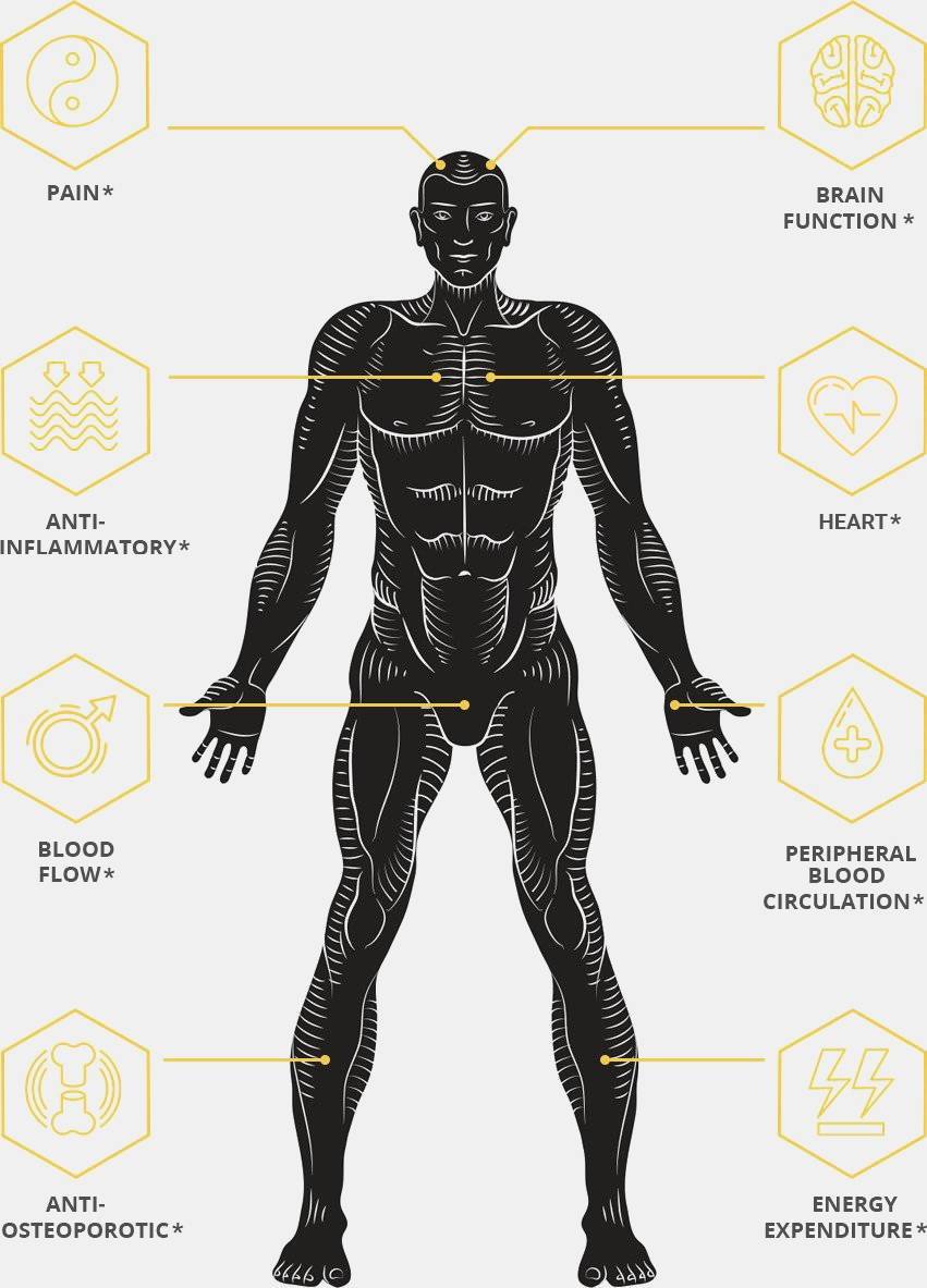 Illustration of Benefits of Anabolic Health Black Ginger to Mens Body