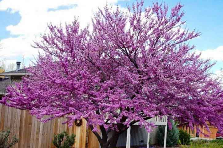 redbud-trees-meet-the-varieties