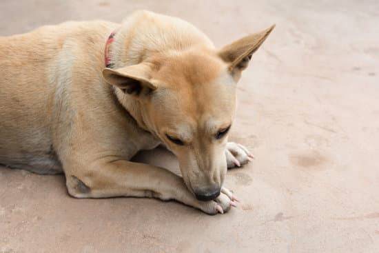 A tan dog licks its paw while laying on a cement floor