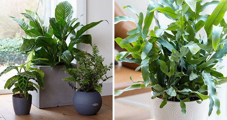 Top 10 luchtzuiverende planten
