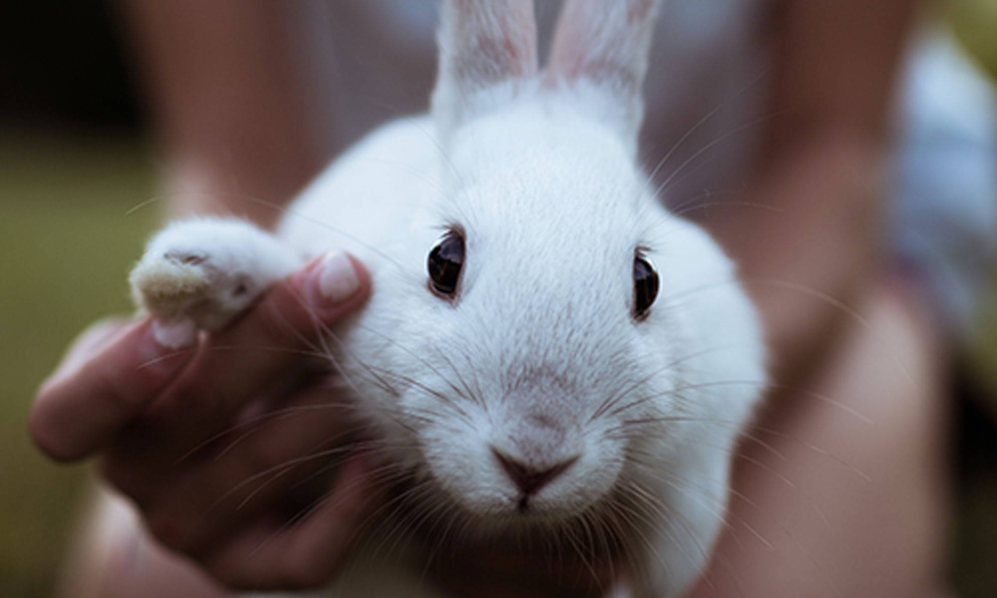 Why You Need to Your Bunny's Feet and How? - Terra