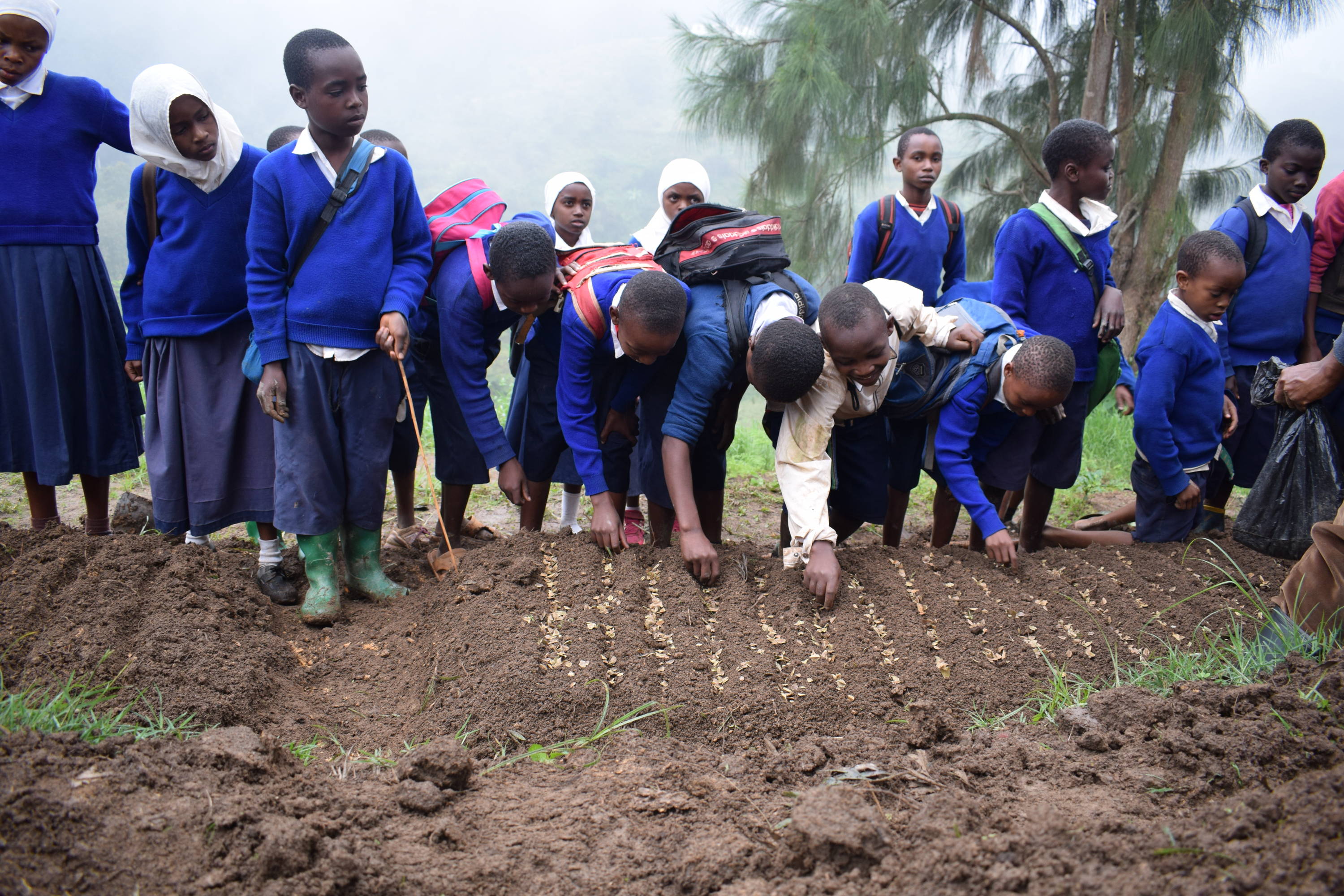 Children Planting Trees