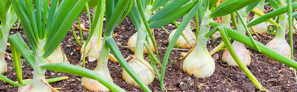 a field of onion bulbs with green stalks shooting from the ground 