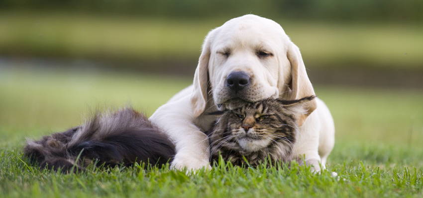  Image of a puppy and a cat sitting together on the grass in a serene environment.