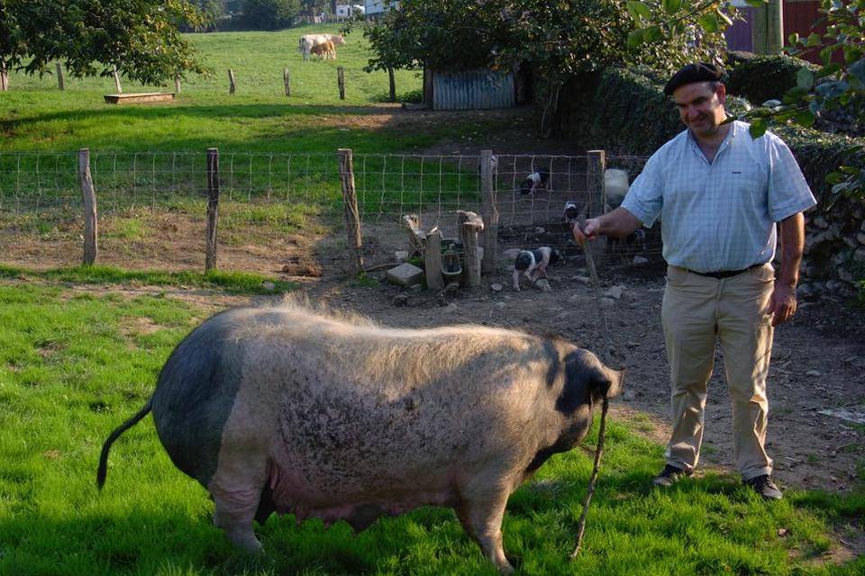 Pierre stands proudly by a massive pig
