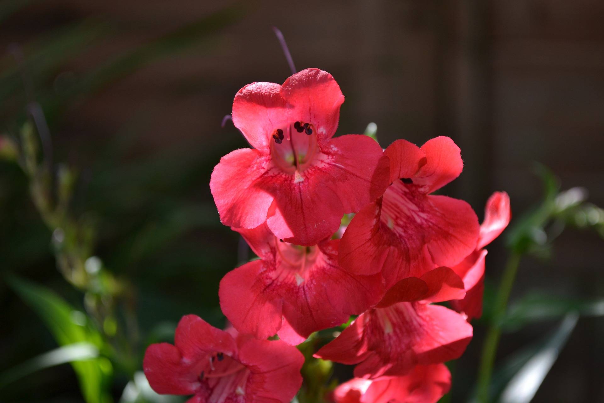 Penstemon Plant