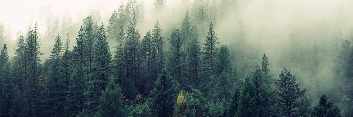 Forêt et protection climatique