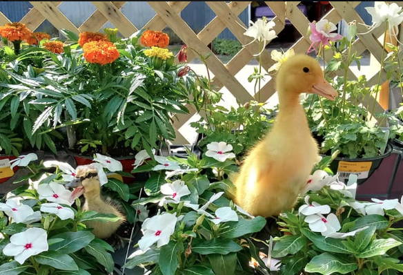 Duckling in flowers.