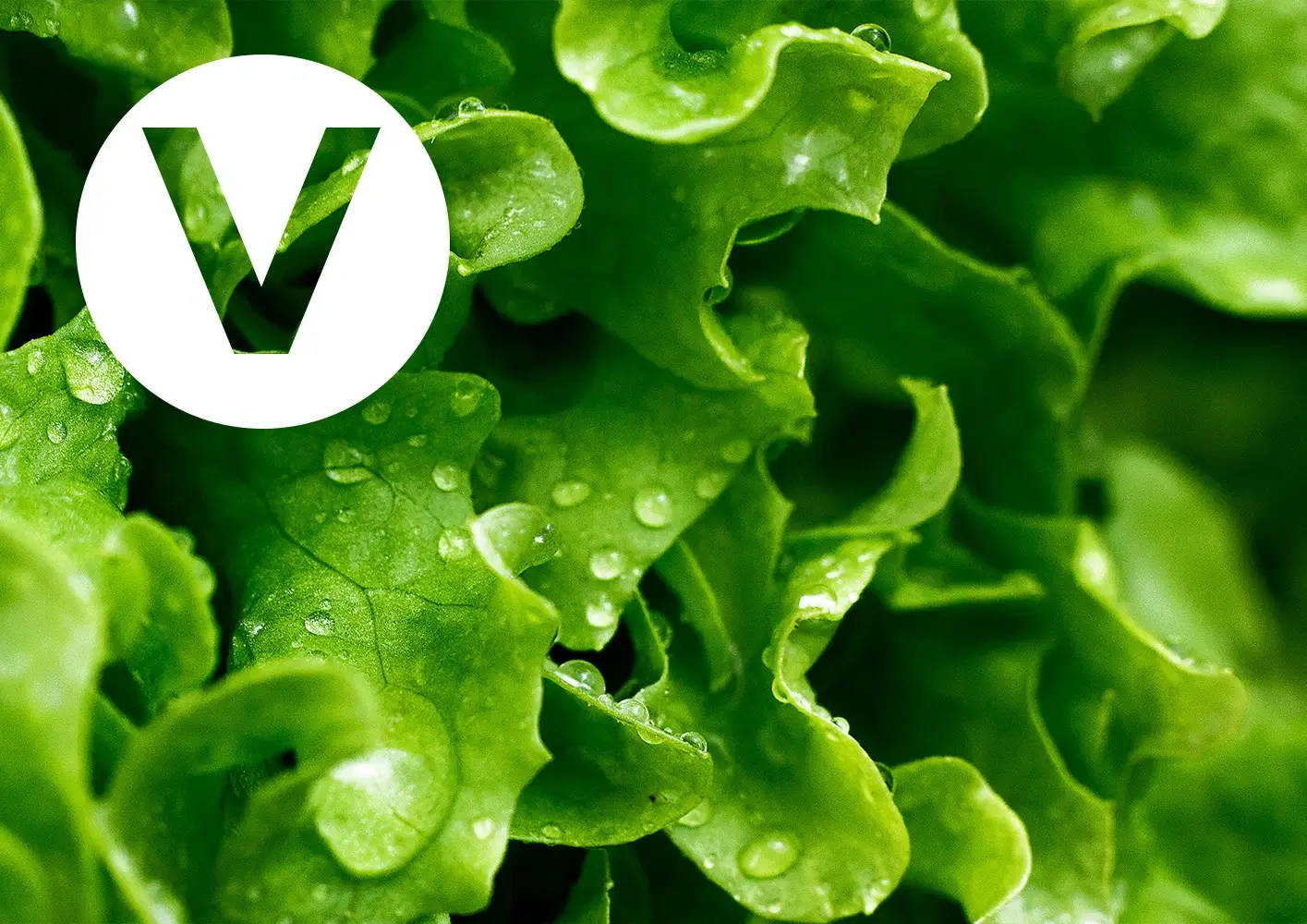 Letter V With Vegetable Background 