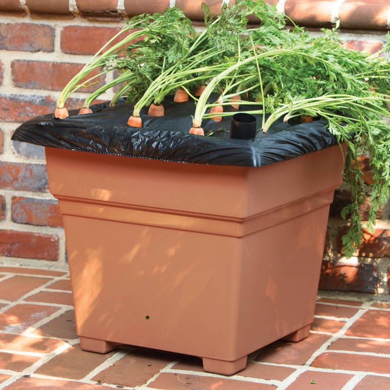 A terracotta EarthBox Root & Veg container growing carrots