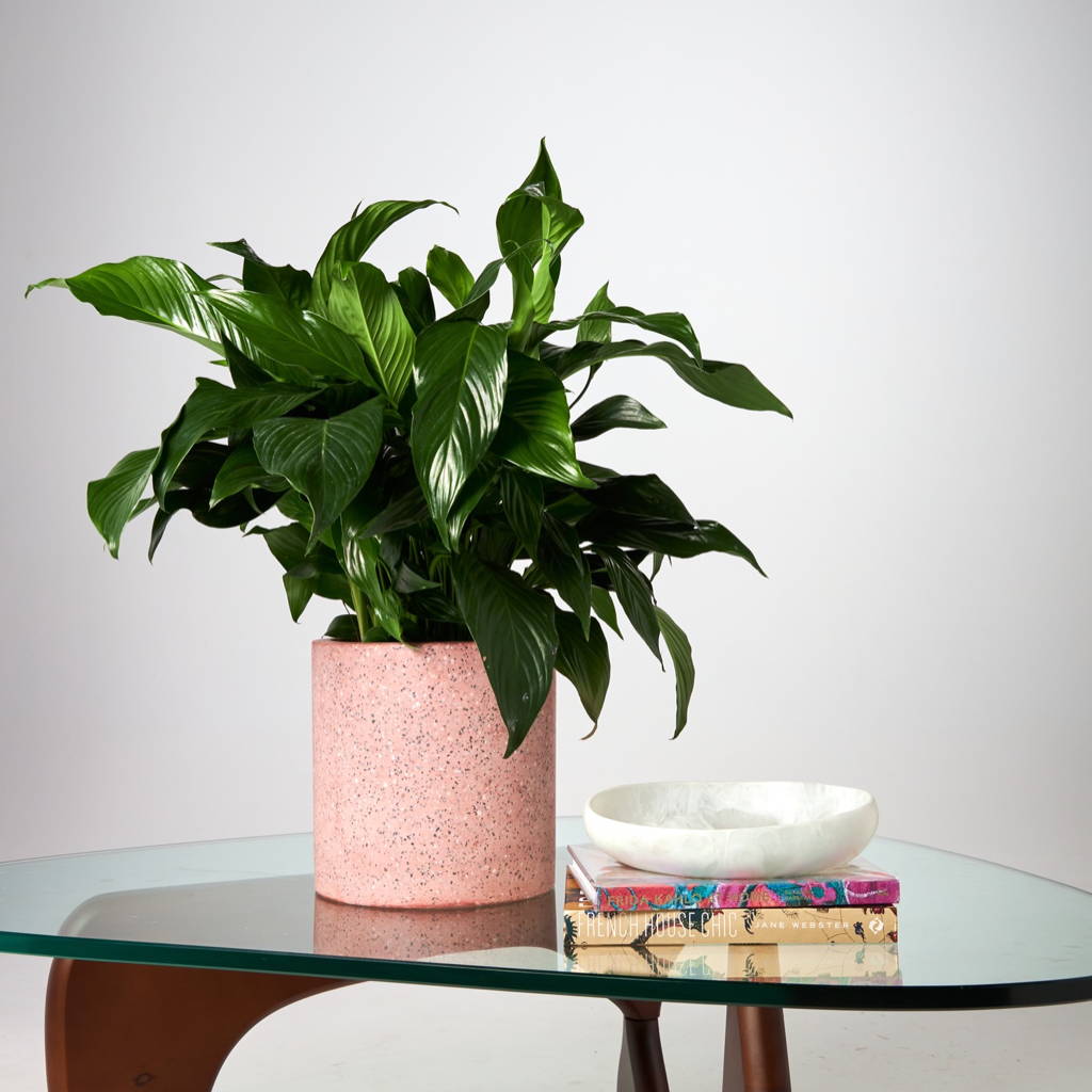 Peace Lily in Jardin Terrazzo Pot Pink at The Good Plant Co