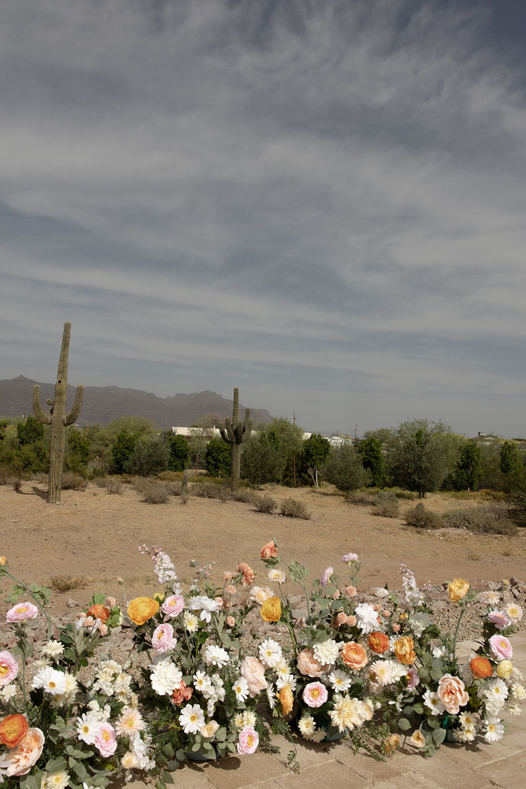 Desert landscape with flowers in foreground and cacti in background.