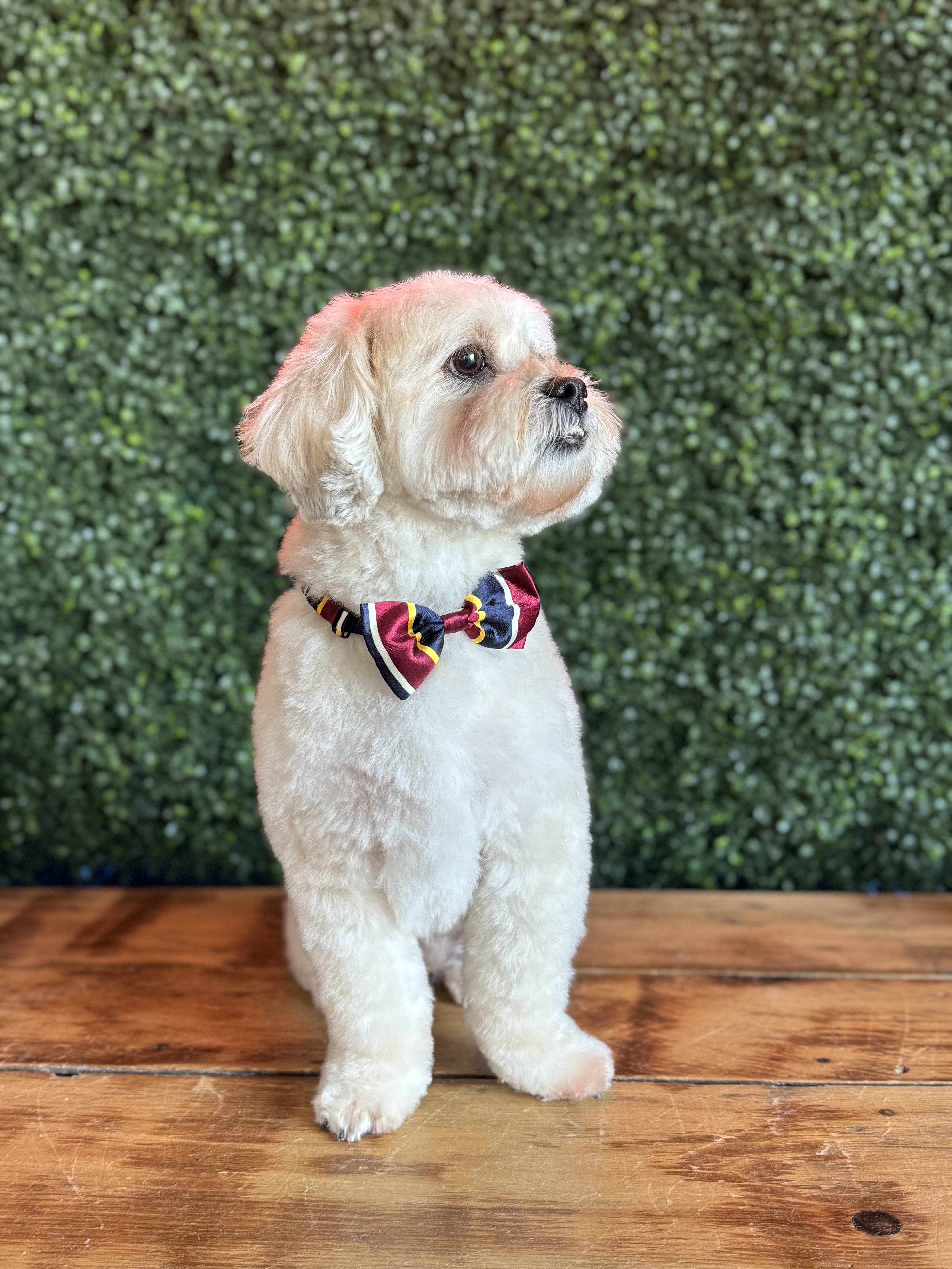Groomed cream dog wearing a colorful bow tie