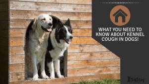 What You Need To Know About Kennel Cough In Dogs 