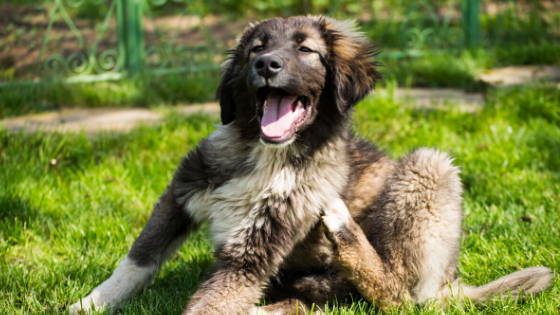 small brown and white dog scratching