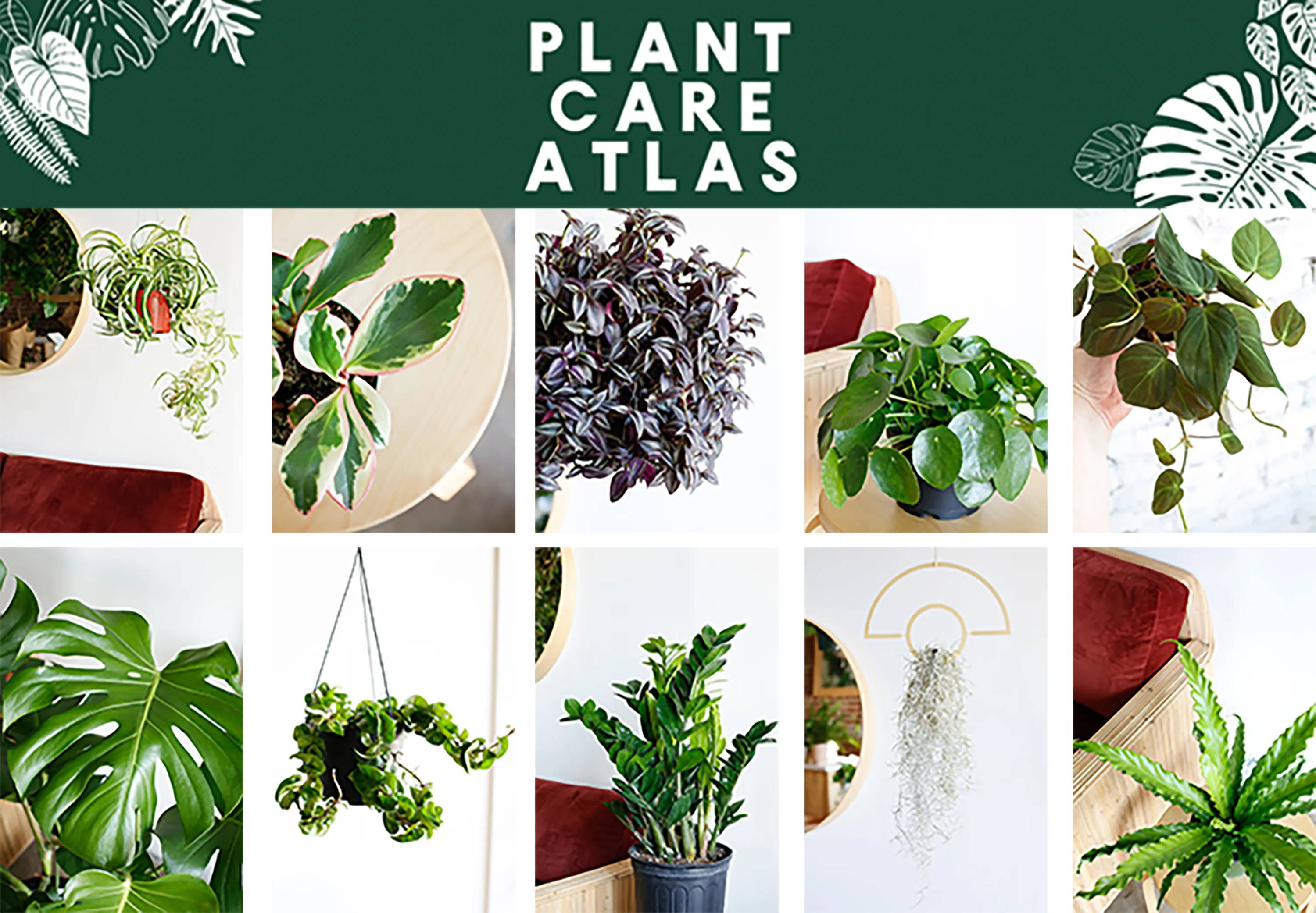 Photos of an assortment of houseplants, with words reading Plant Care Atlas at the top