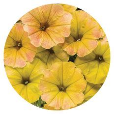 Photo of Supertunia® Honey™ Petunia