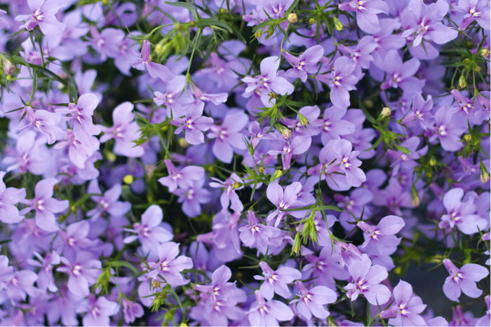 Up close photo of Laguna® Royale Lilac Lobelia (erinus)