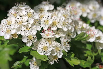 Hawthorn blossom