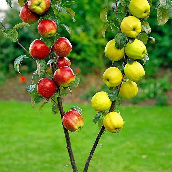 Fruit op het of terras Bakker.com