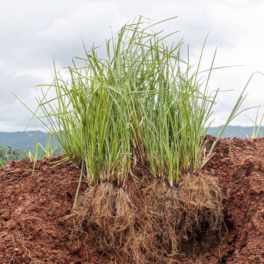 Green vetiver grass with deep sturdy roots